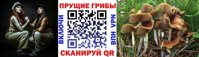 где можно купить   Янаул  Галлюциногенные грибы MAGIC MUSHROOMS 